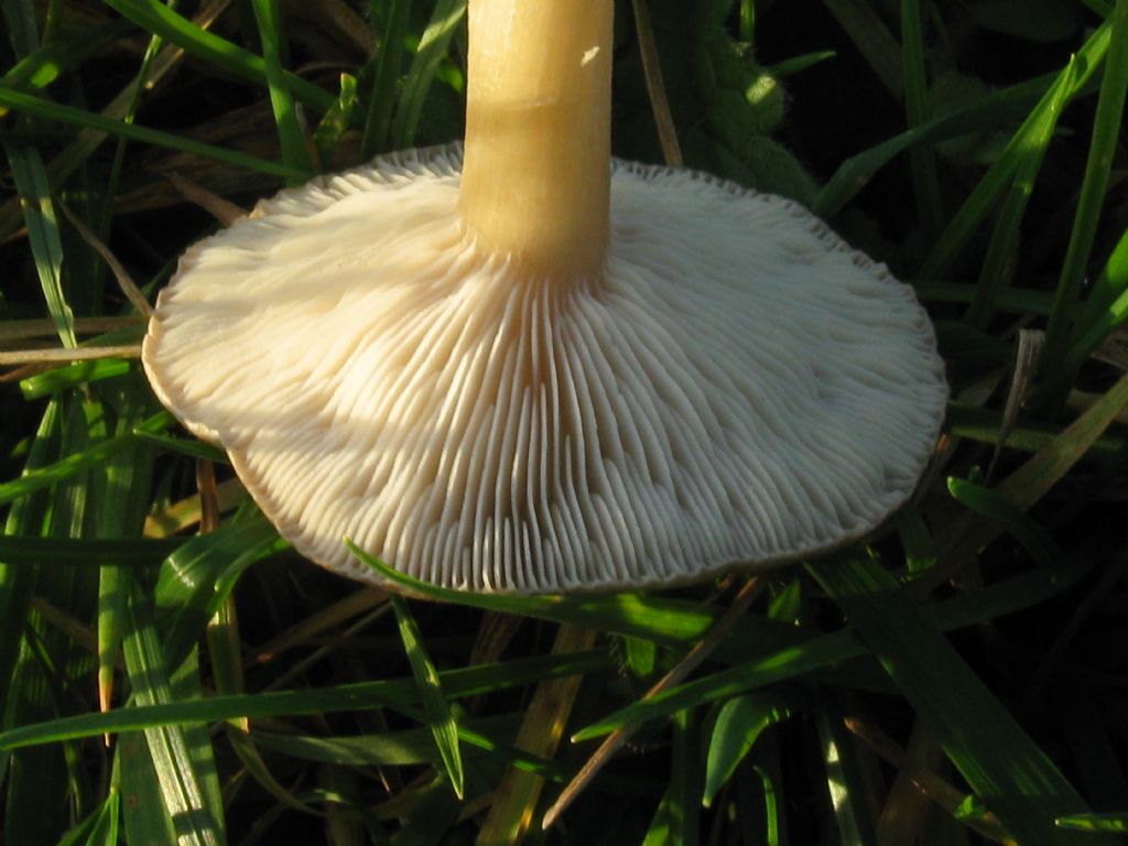 Funghi nel Parco di Monza 5