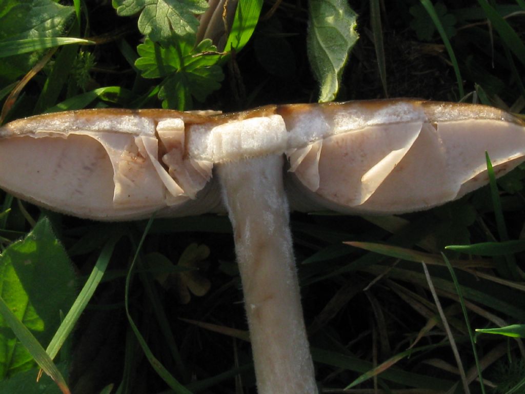 Funghi nel Parco di Monza 5