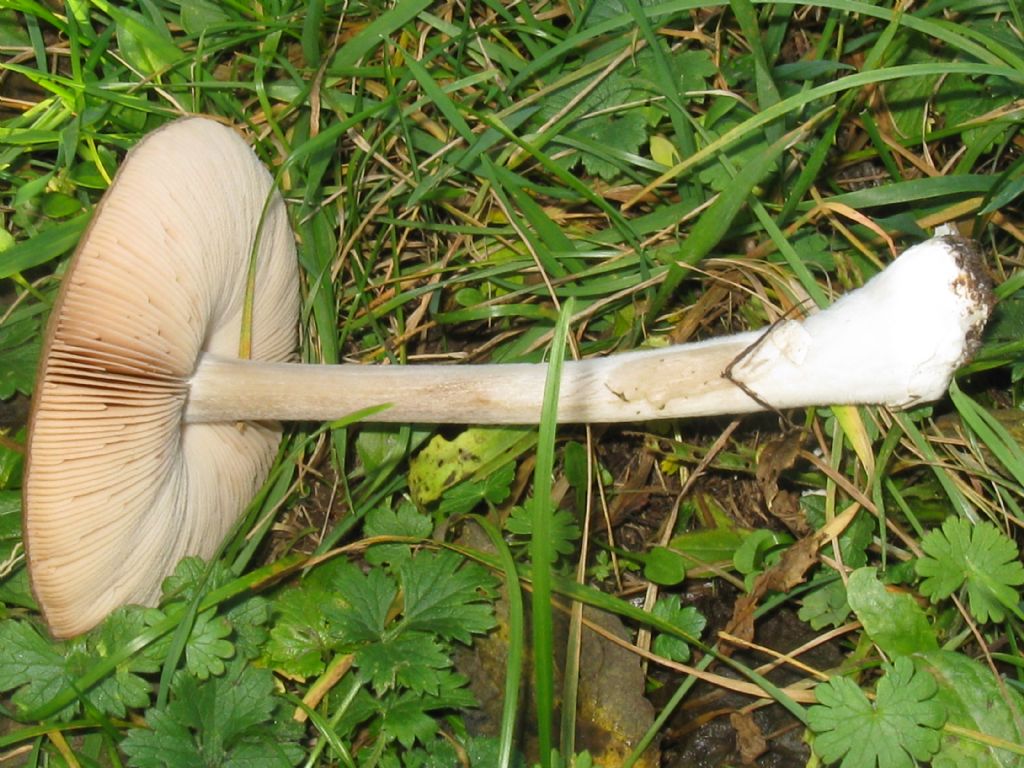 Funghi nel Parco di Monza 4