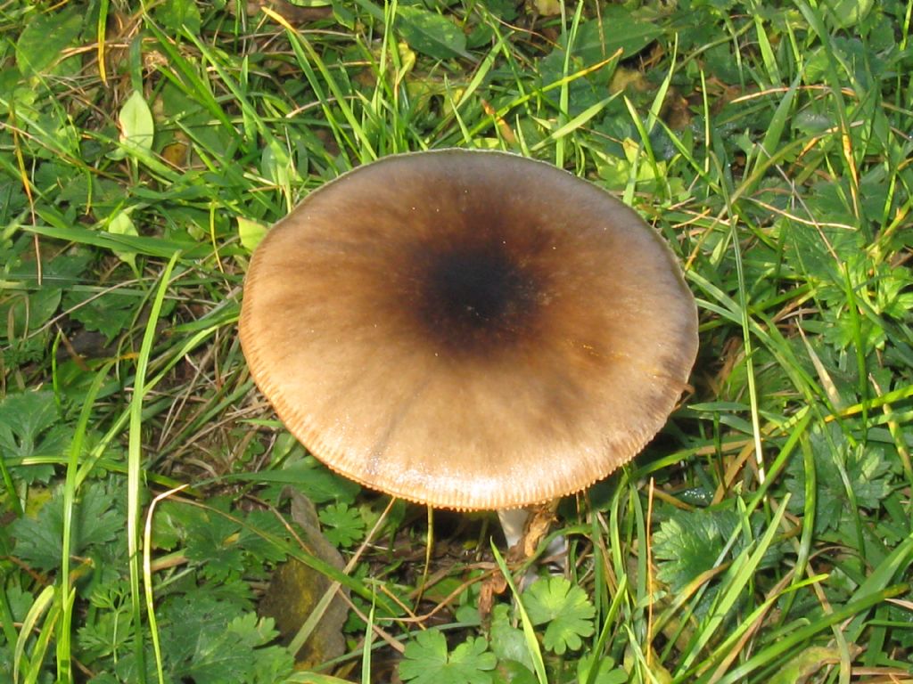 Funghi nel Parco di Monza 4