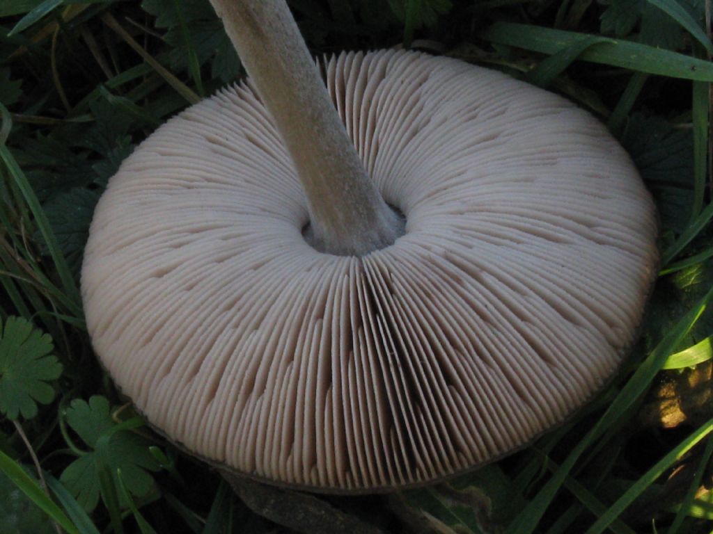 Funghi nel Parco di Monza 4