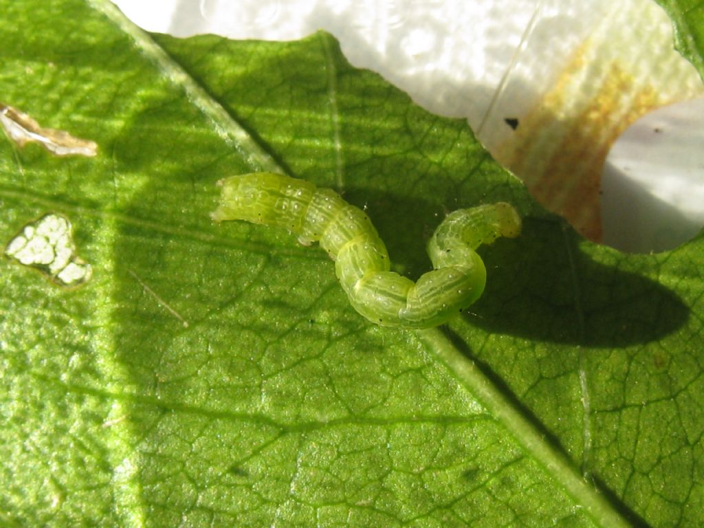 Bruco da identificare: Chrysodeixis chalcites - Noctuidae