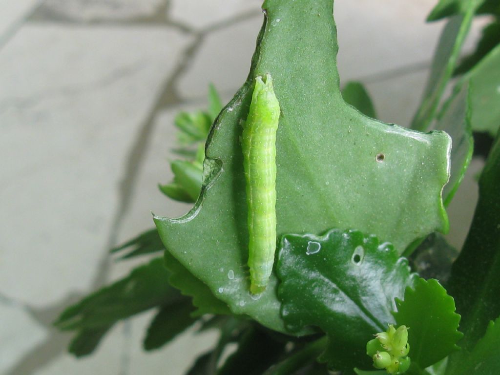 Bruco da identificare: Chrysodeixis chalcites - Noctuidae