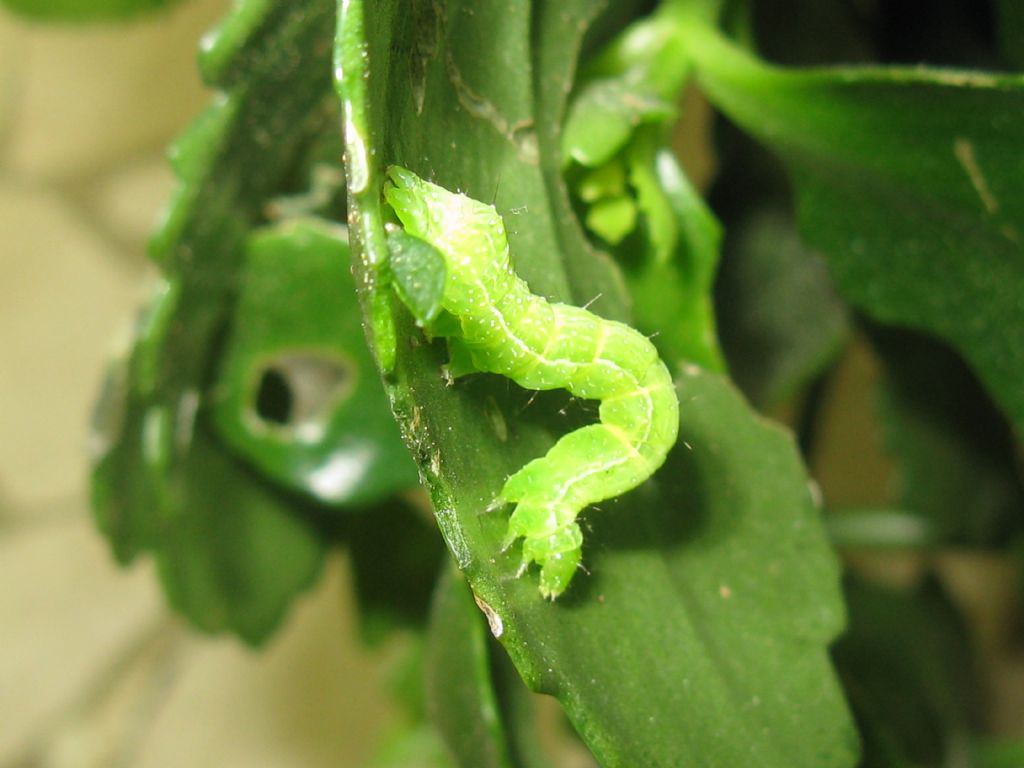 Bruco da identificare: Chrysodeixis chalcites - Noctuidae