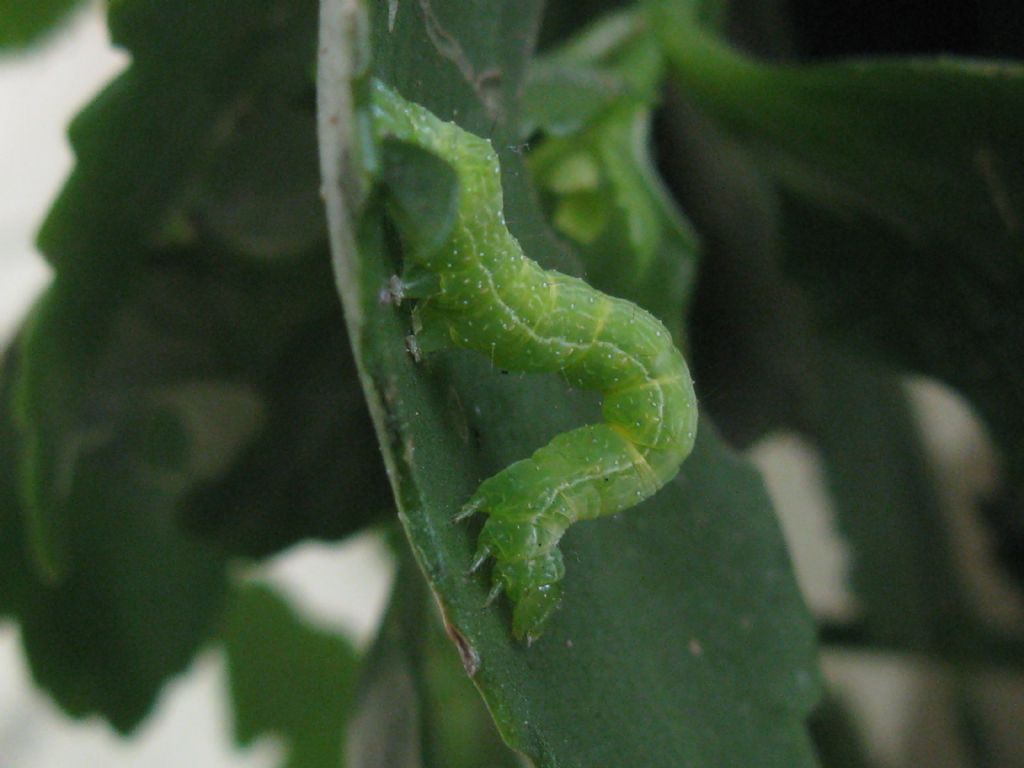 Bruco da identificare: Chrysodeixis chalcites - Noctuidae