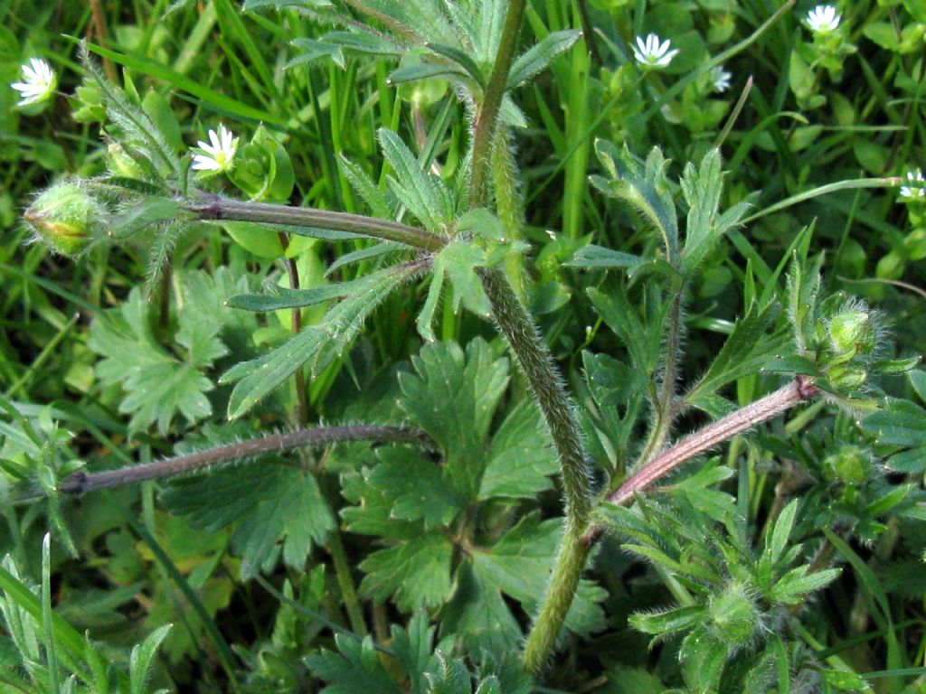 Ranuncolo...?  Ranunculus bulbosus !