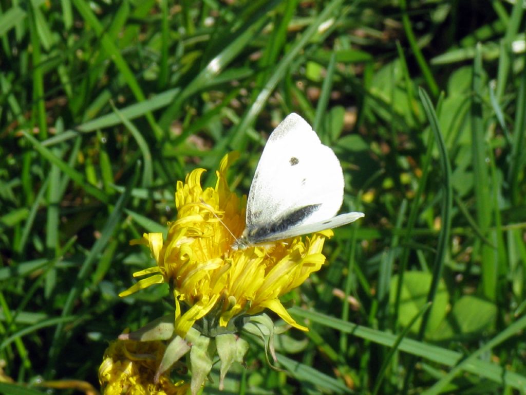 Pieris rapae M? No, femmina.