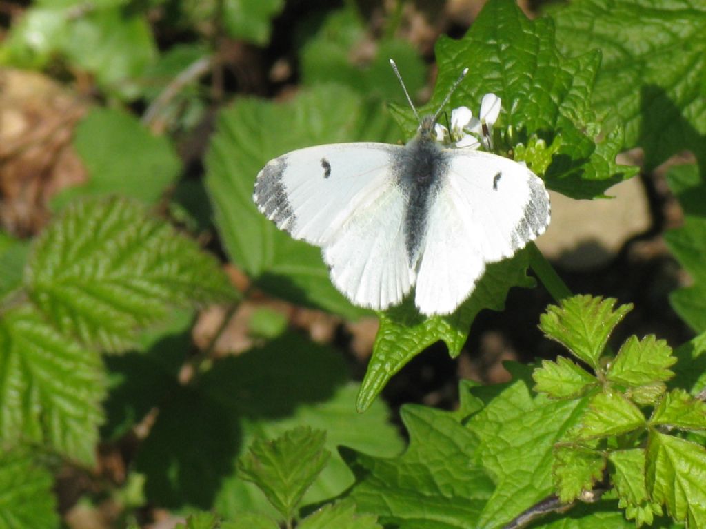 E'' una Pieris? No, femmina di Anthocharis cardamines - Pieridae