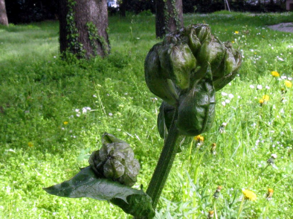 Crepis vesicaria?  S !