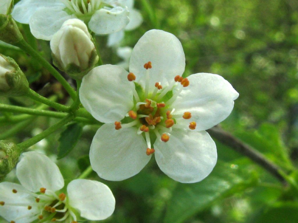 Prunus mahaleb / Ciliegio canino