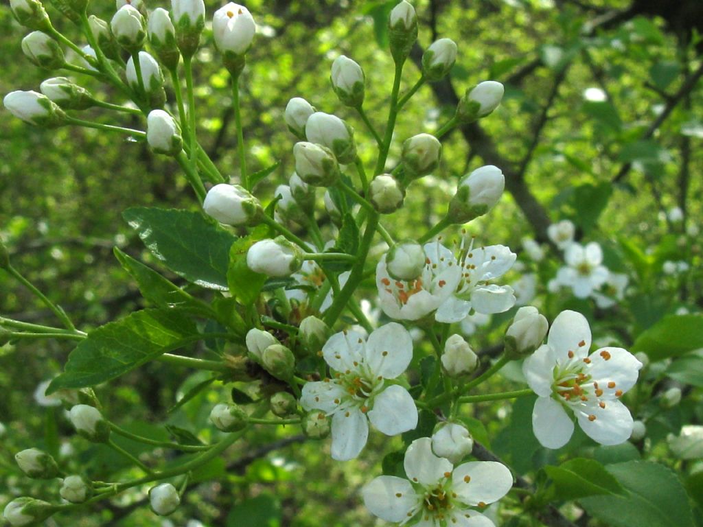 Prunus mahaleb / Ciliegio canino