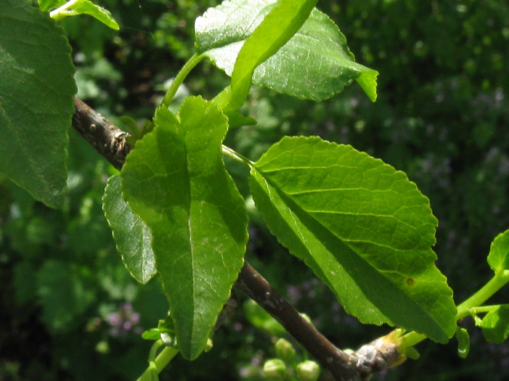 Prunus mahaleb / Ciliegio canino