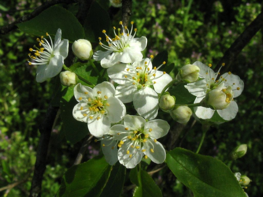 Prunus mahaleb / Ciliegio canino