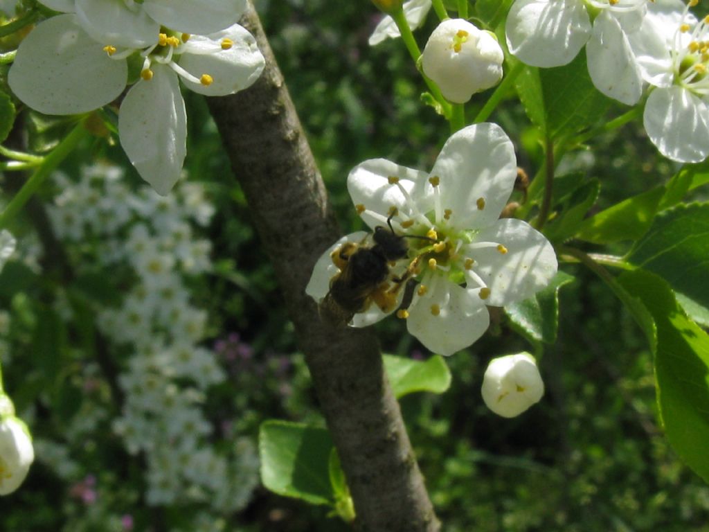 Quale Apidae? Apidae Halictinae