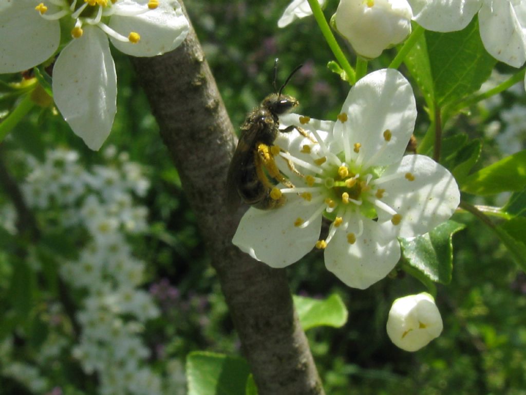 Quale Apidae? Apidae Halictinae