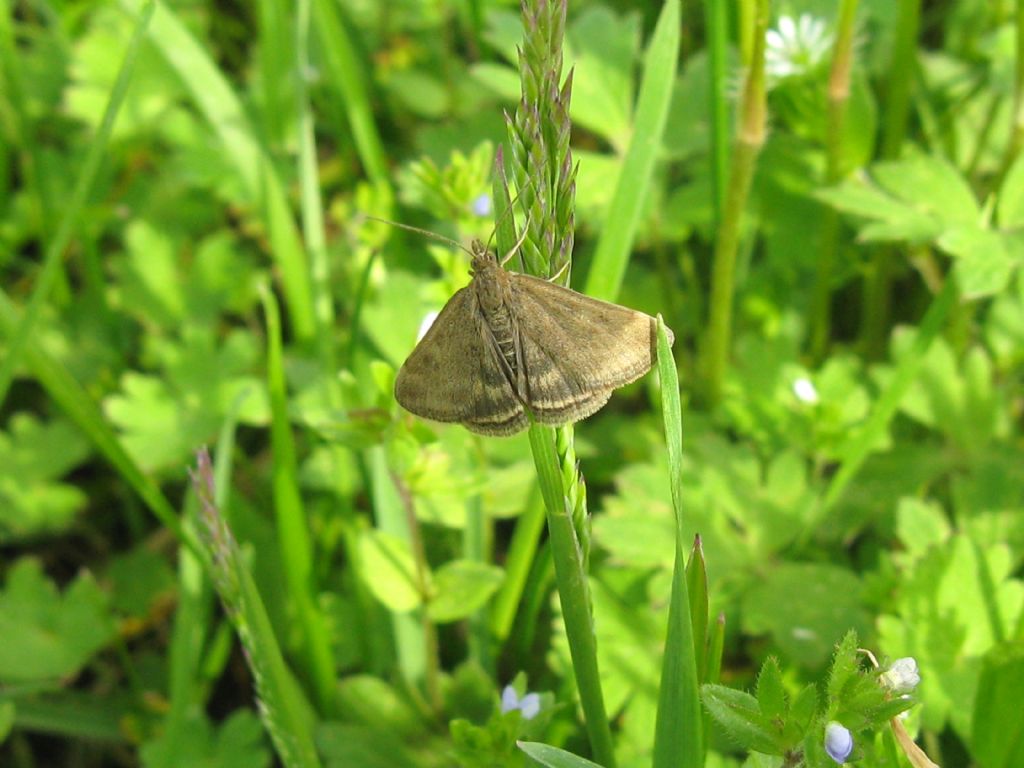 Pyrausta despicata? S