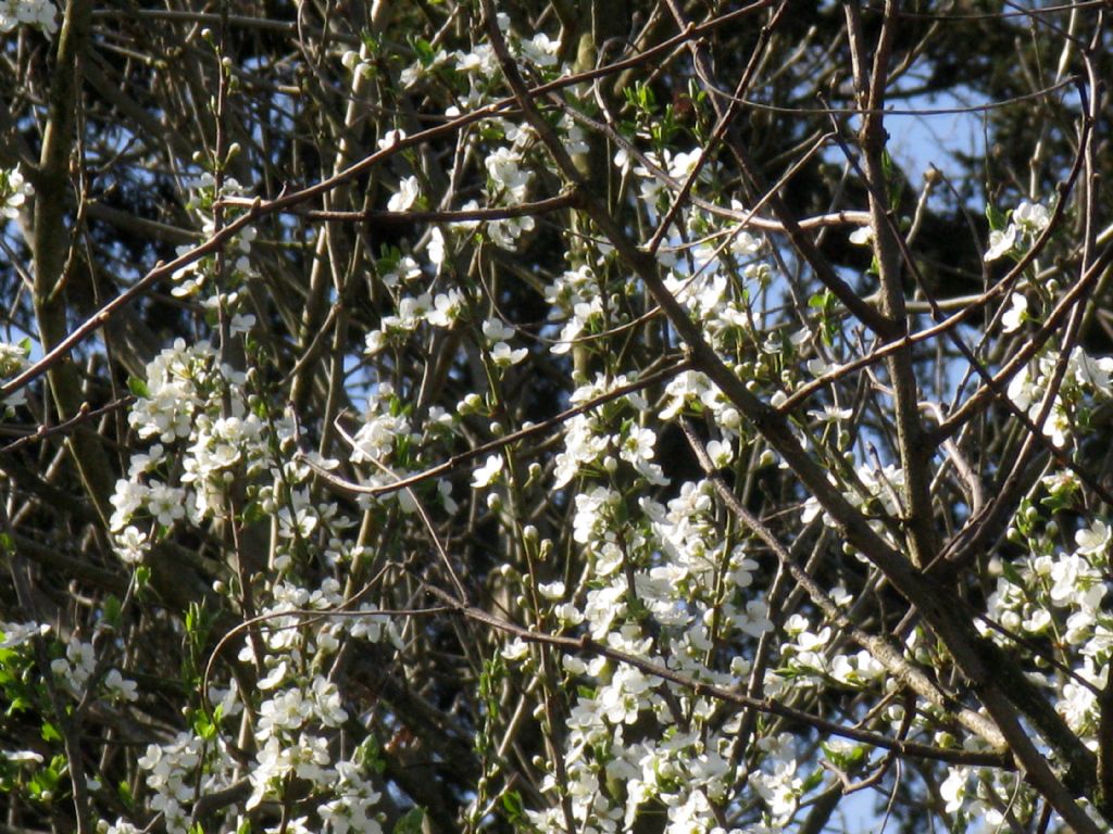Prunus sp. (P. mahaleb o P. cerasus)