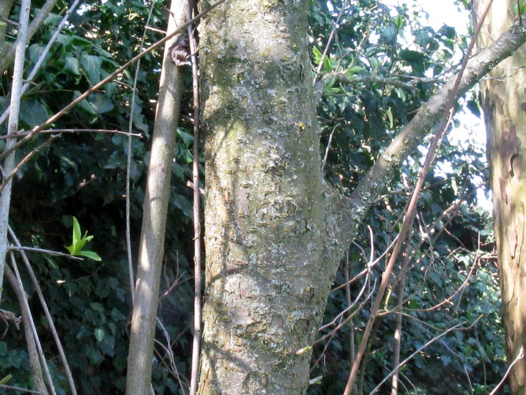 Prunus sp. (P. mahaleb o P. cerasus)