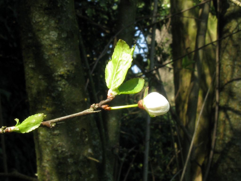 Prunus sp. (P. mahaleb o P. cerasus)