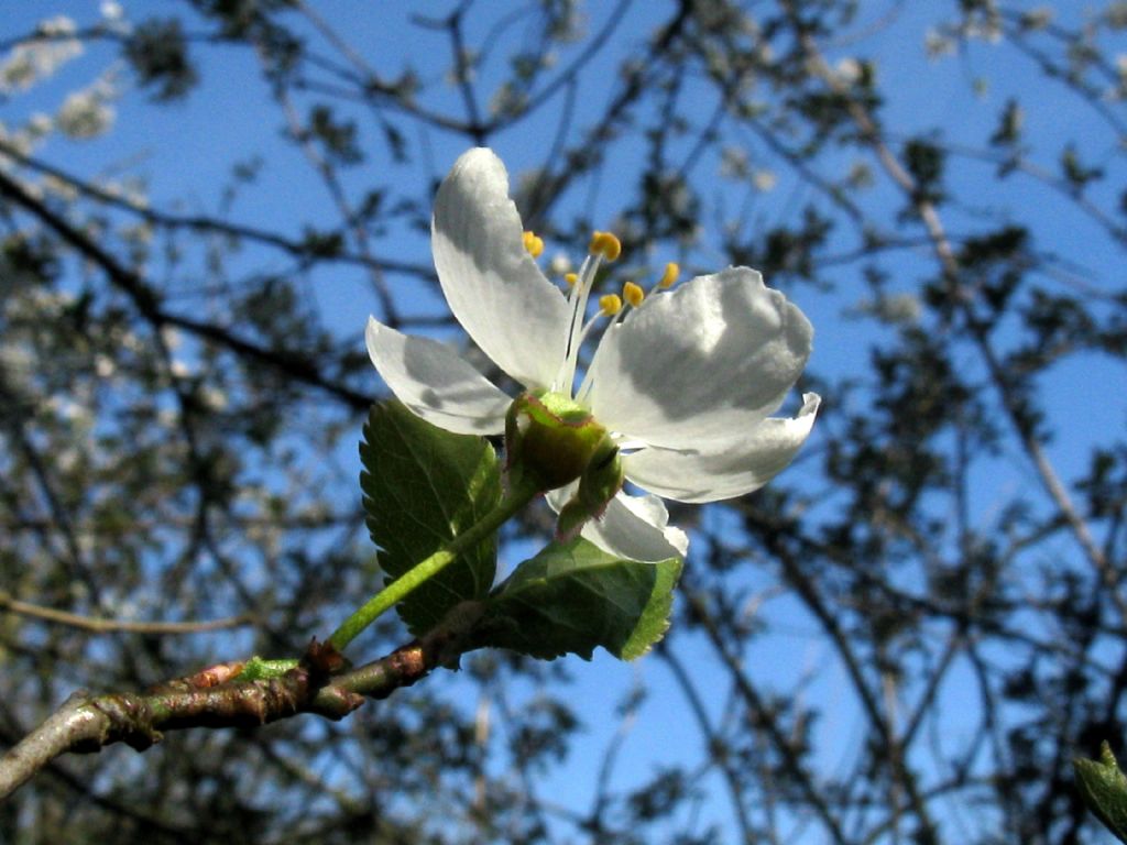 Prunus sp. (P. mahaleb o P. cerasus)