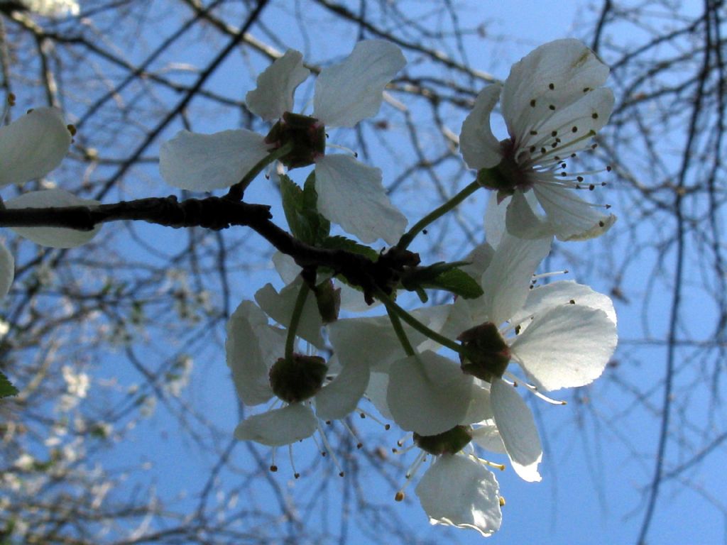 Prunus sp. (P. mahaleb o P. cerasus)