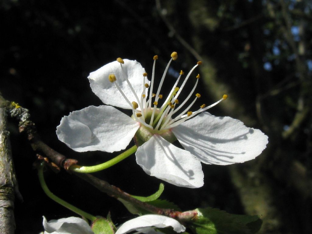 Prunus sp. (P. mahaleb o P. cerasus)