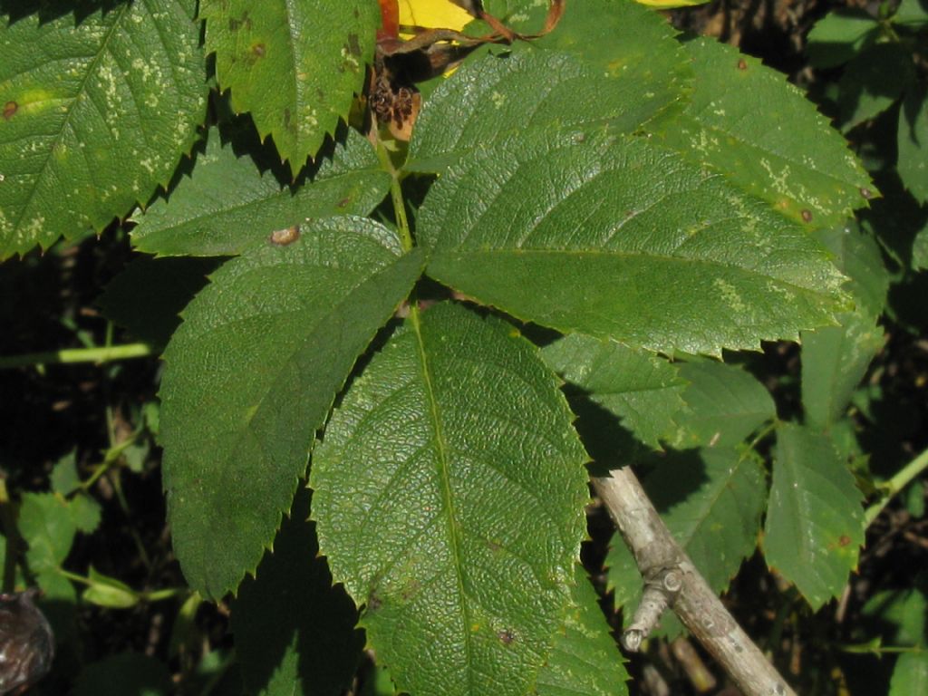 Rosa selvatica...Canina?