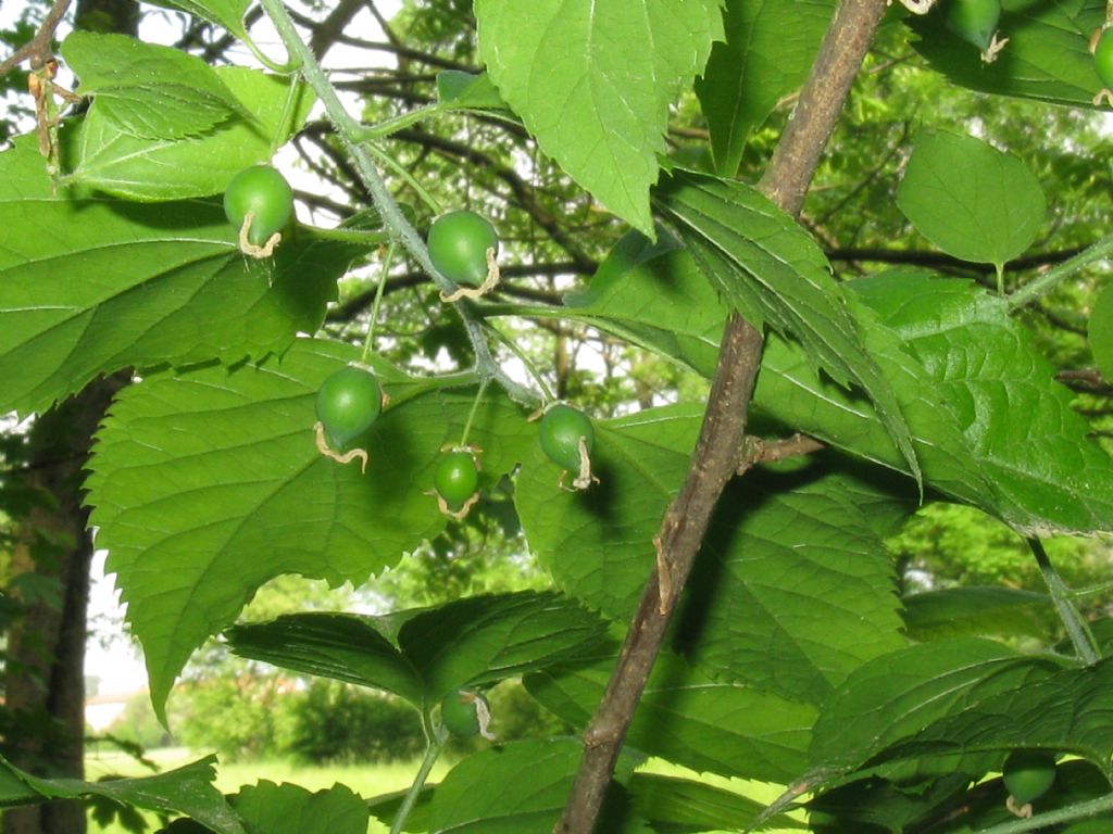 Celtis occidentalis / Bagolaro occidentale