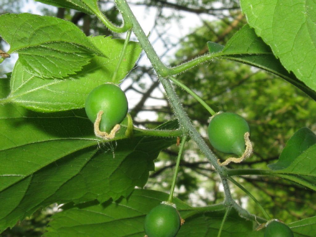 Celtis occidentalis / Bagolaro occidentale