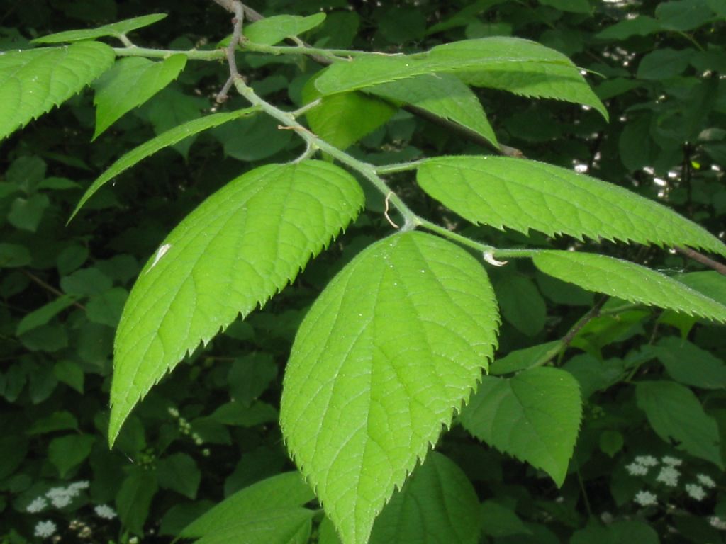 Celtis occidentalis / Bagolaro occidentale