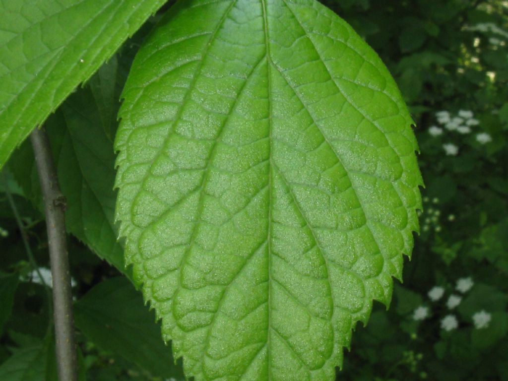 Celtis occidentalis / Bagolaro occidentale