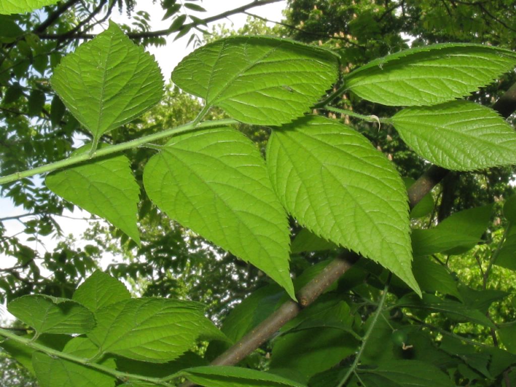 Celtis occidentalis / Bagolaro occidentale