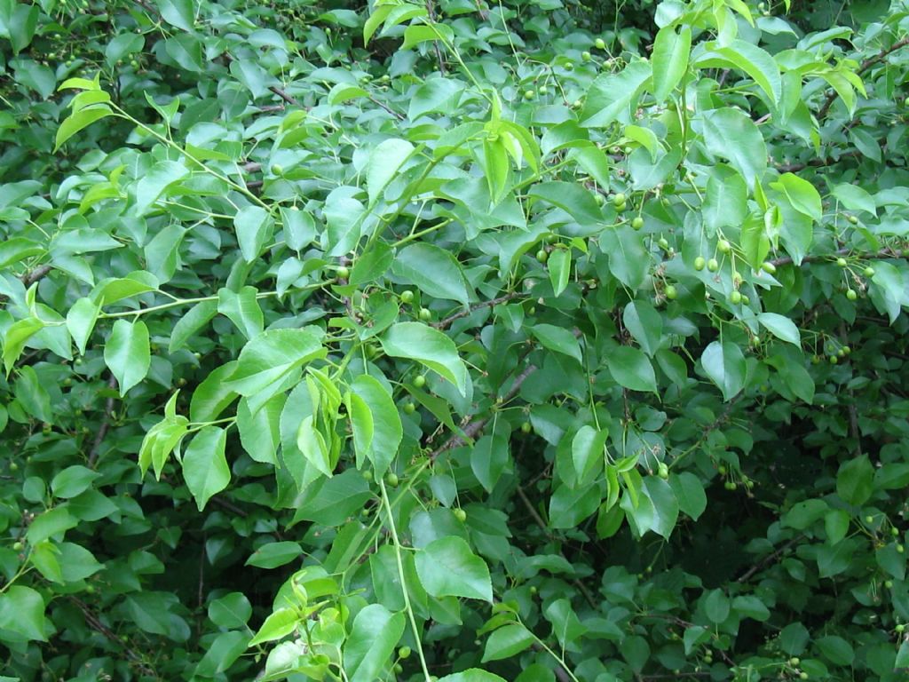 Prunus mahaleb / Ciliegio canino