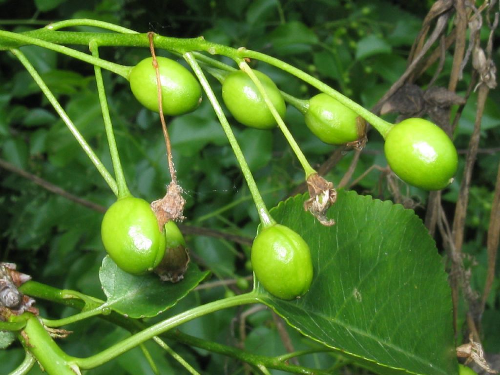 Prunus mahaleb / Ciliegio canino