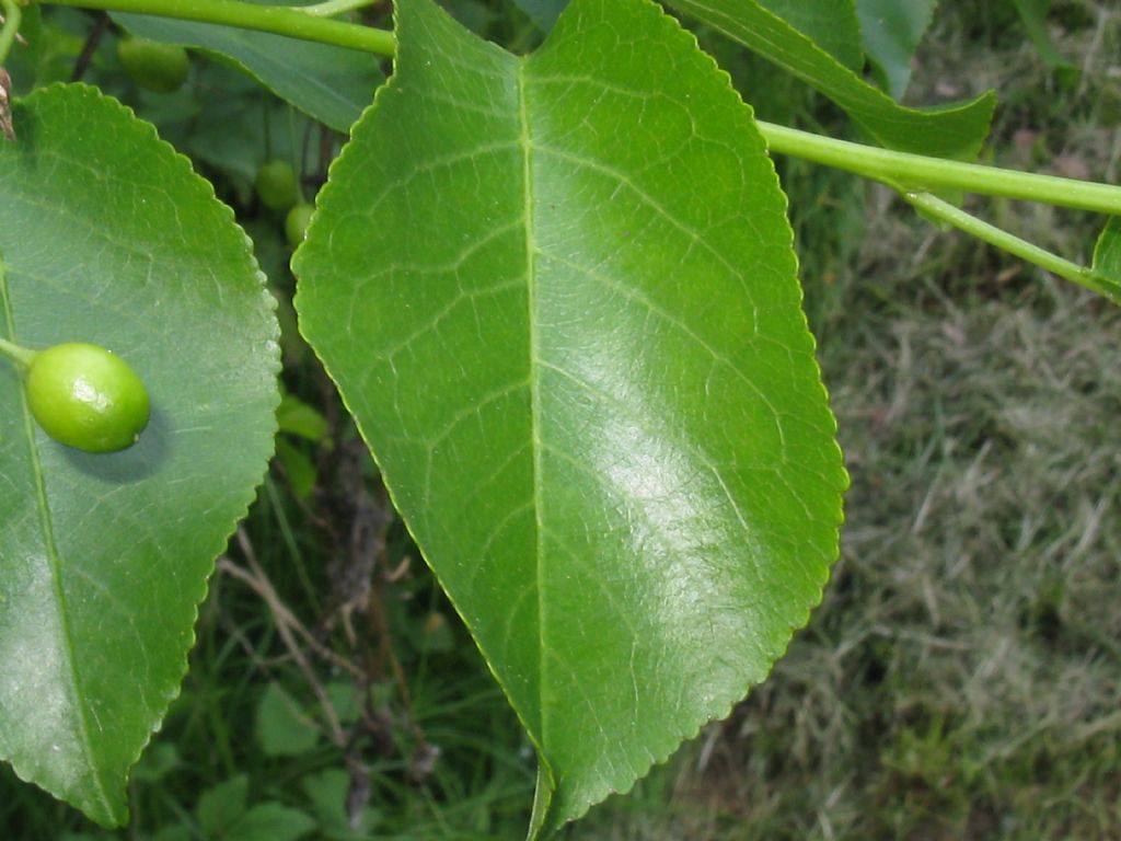 Prunus mahaleb / Ciliegio canino