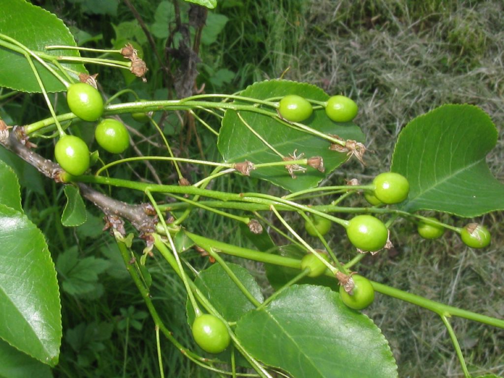 Prunus mahaleb / Ciliegio canino