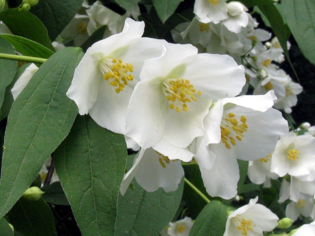 Philadelphus coronarius / Fior d'' angelo