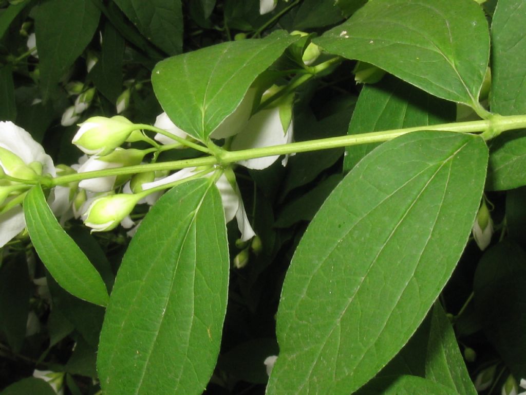 Philadelphus coronarius / Fior d'' angelo