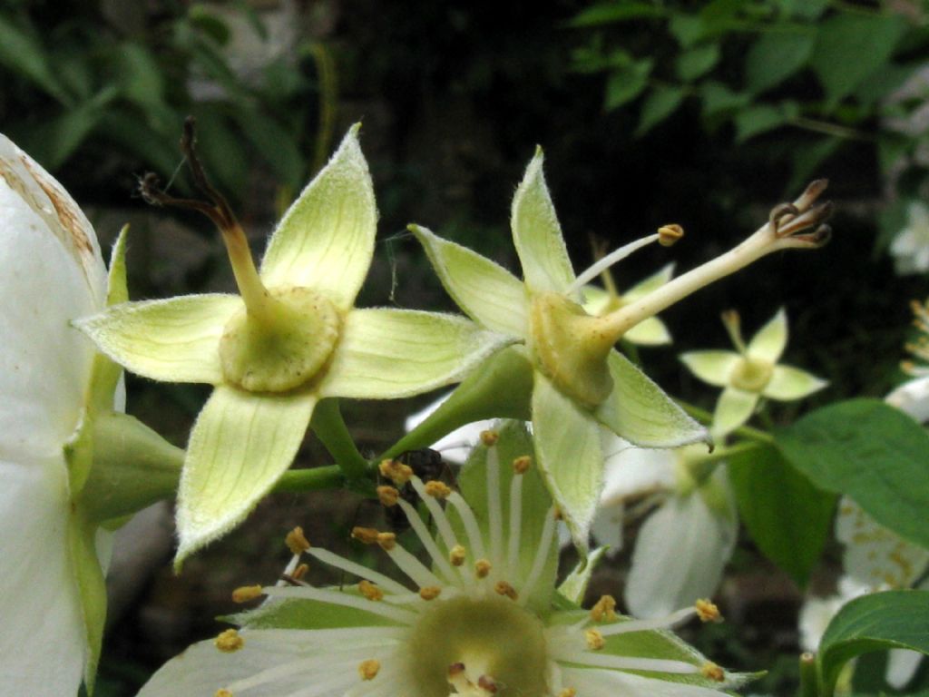 Philadelphus coronarius / Fior d'' angelo