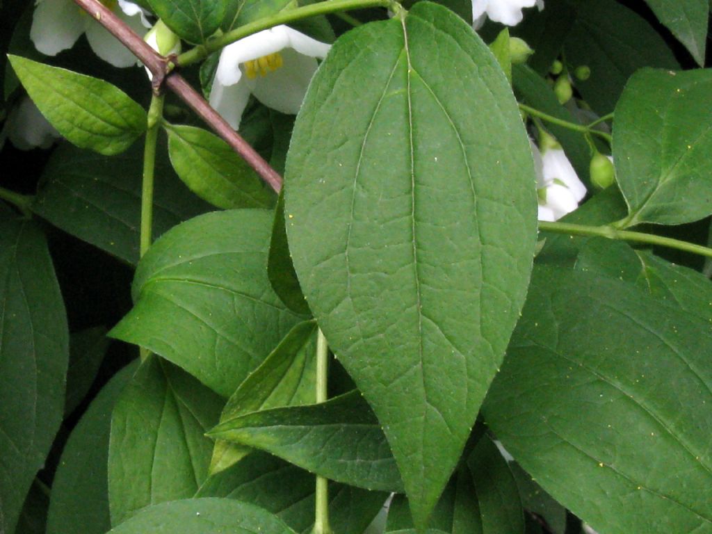 Philadelphus coronarius / Fior d'' angelo