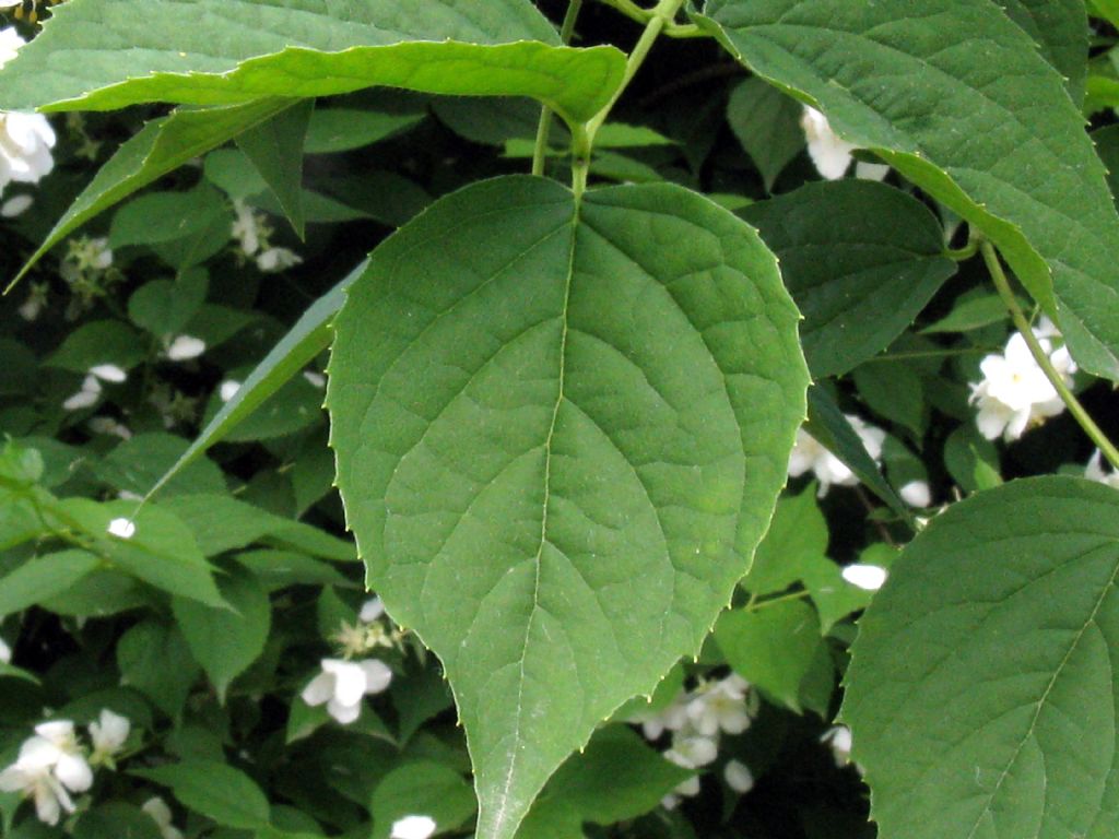 Philadelphus coronarius / Fior d'' angelo