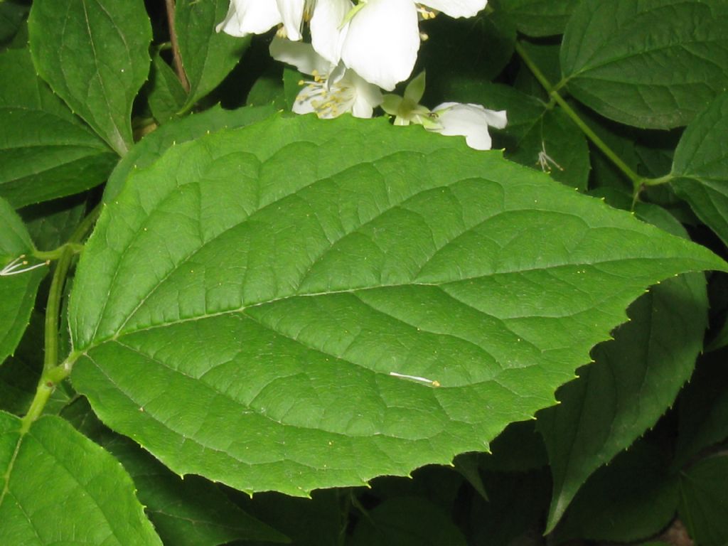 Philadelphus coronarius / Fior d'' angelo