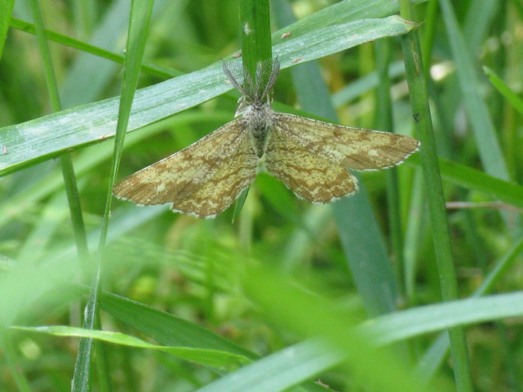 Geometridae: Ematurga atomaria? S !