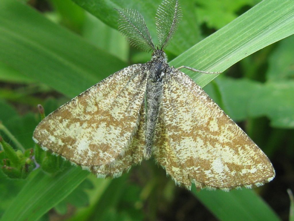 Geometridae: Ematurga atomaria? S !