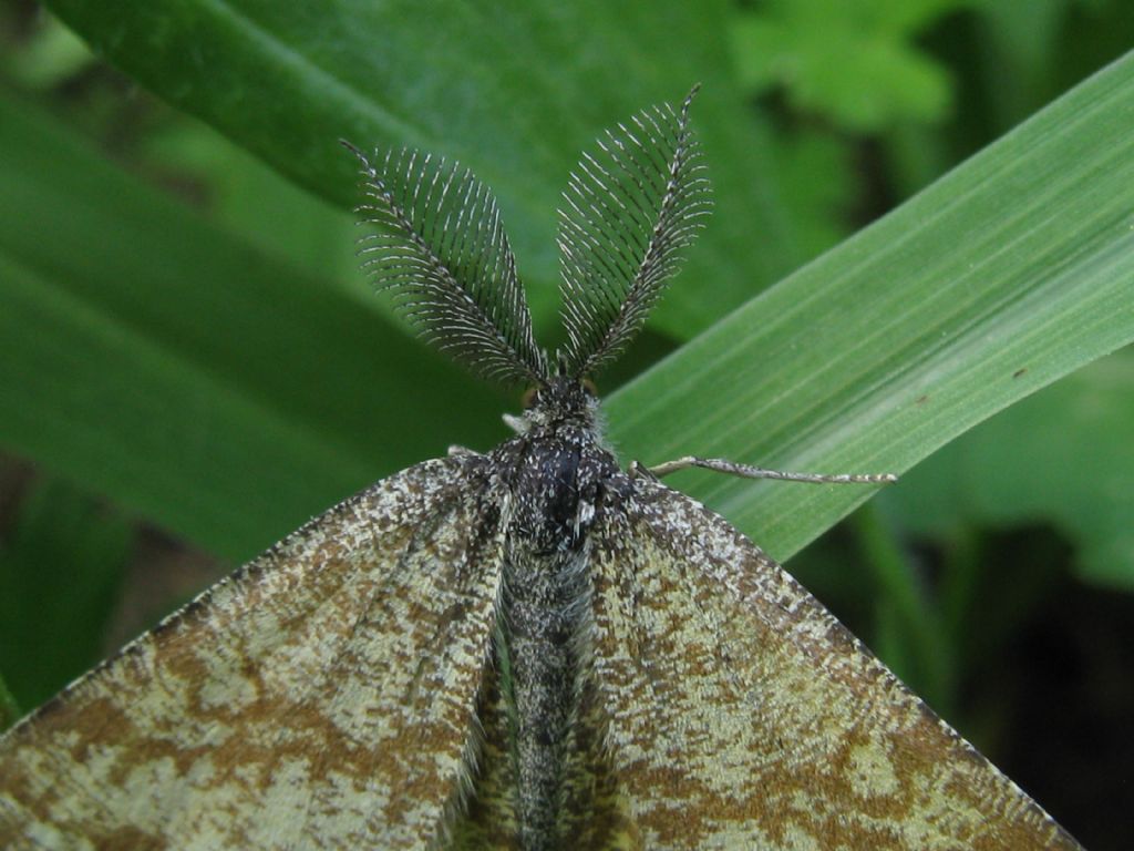 Geometridae: Ematurga atomaria? S !