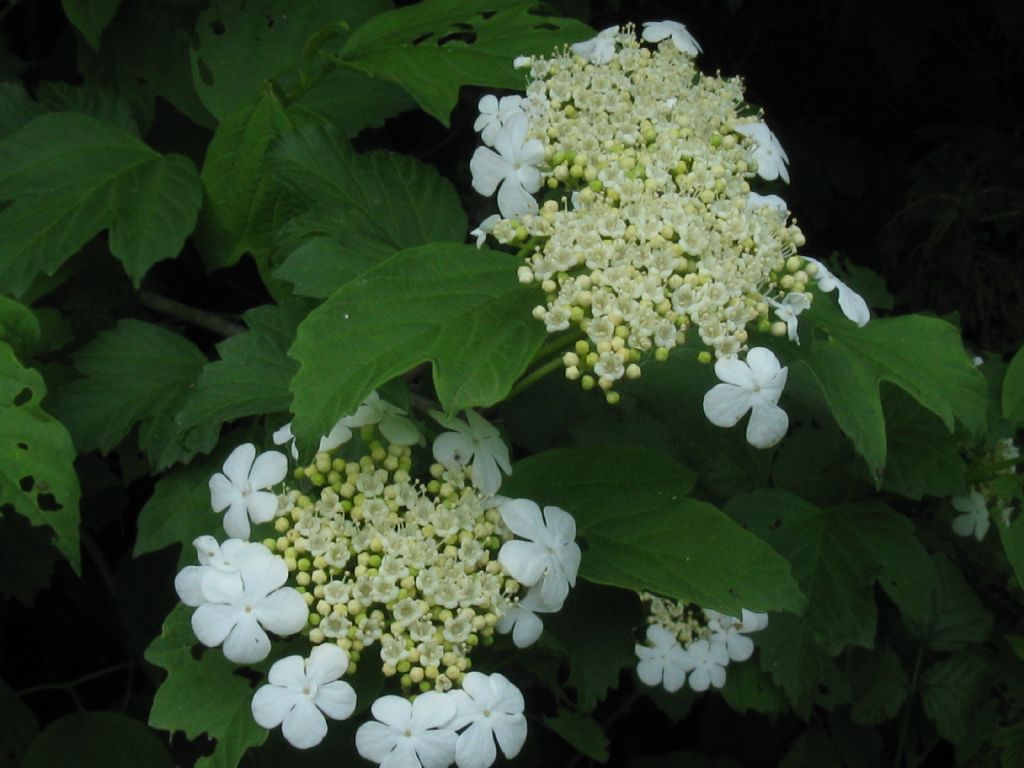 Viburnum opulus?  S !