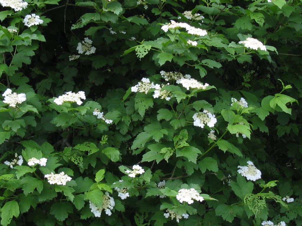 Viburnum opulus?  S !