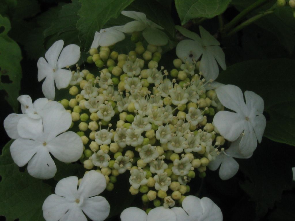 Viburnum opulus?  S !