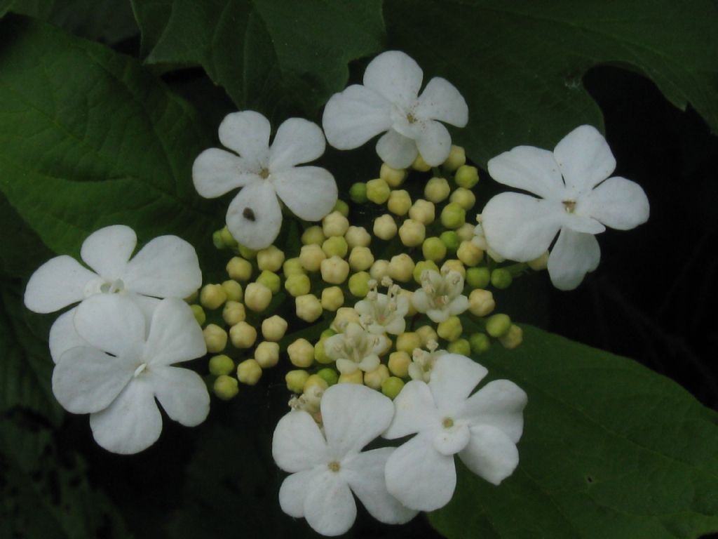 Viburnum opulus?  S !