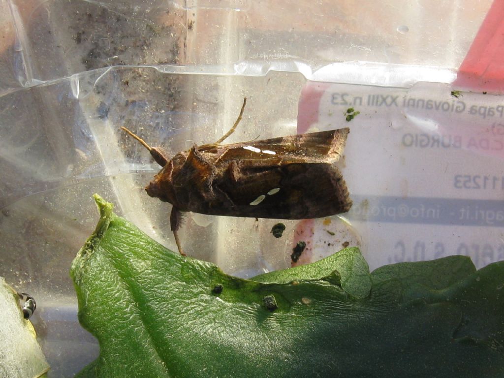 Bruco da identificare: Chrysodeixis chalcites - Noctuidae